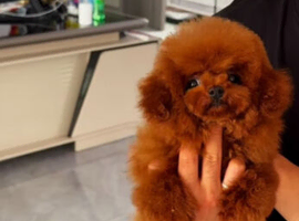 Korean teacup toy poodle stud