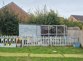 Primary school with a budgie aviary