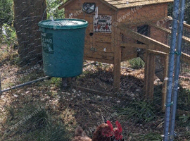 bantam hatching eggs