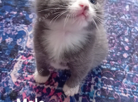 Kittens for sale
