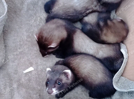 Half micro ferrets