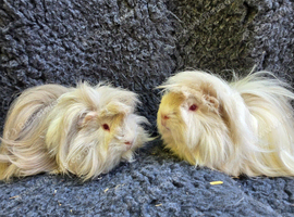 Bonded long haired Guinea pigs