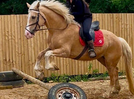 Golden lady mare pony