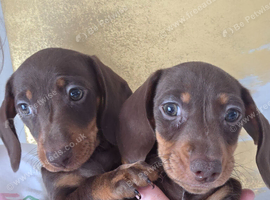 Mini dachshund pups ready now