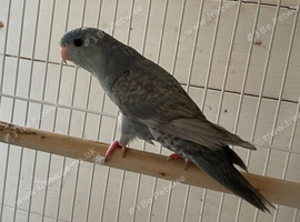 Greywing Lineolated parakeet for sale