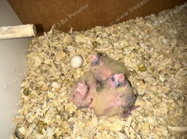 Hand-Reared Cockatiel Chicks &ndash; Taking Reservations Now!