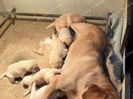 UNEXPECTEDLY FOR SALE Labrador dog puppy