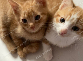 Gorgeous ginger kittens