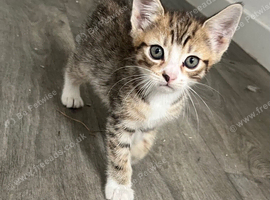 kittens