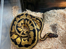 Banana pastel