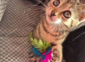 Adorable Tabby female Looking for Loving Home