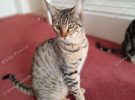 Full Pedigree TICA Registered Savannah Girl Cat Reduced in Price