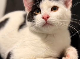 A female kitten is looking for a home.