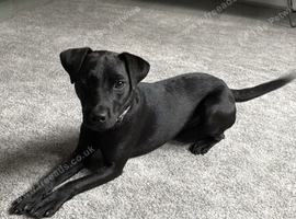 Male Patterdale Age 1