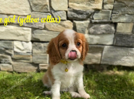 Beautiful health tested cavalier King Charles
