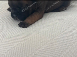 6 French bull dog puppy's ready 16th December onwards!