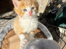 14 week old male