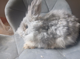 Rabbit