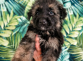 Stunning puppies