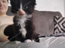 Maincoon/ragdoll Last of the litter BOY