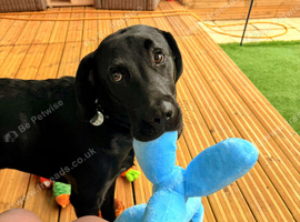 Highly trained 8 month old kc registered puppy