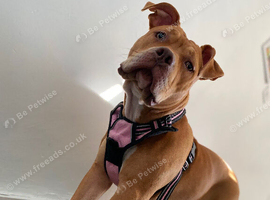 7 month old American Bulldog