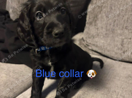 Cockapoo Fb1 black and white- blue roan