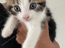 Beautiful female kitten ready for home