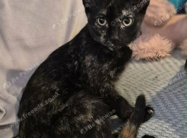 Siamese mix