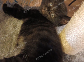 1 kitten available