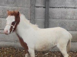 Gorgeous Shetland yearling filly unregistered