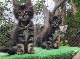Mainecoon kittens ready now