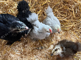 Perkin bantam chicks
