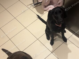 8 month old black labrador