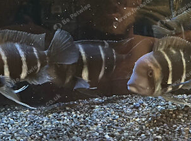 Frontosa colony