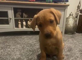 male Labrador. For sale