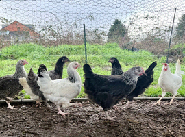 Guaranteed female point of lay hybrids