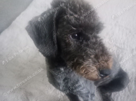 Bedlington terrier