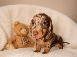Miniature dachshund