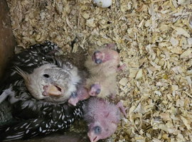 Cockatiel chicks hand tame
