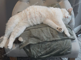 Male cat