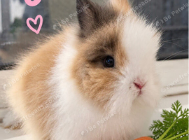 Gorgeous DM bunnies