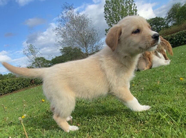 Golden retrieverxhusky