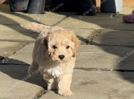 Cavapoo