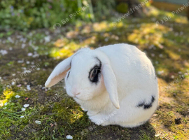 Much loved rabbit free range
