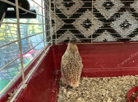 Jumbo Quail