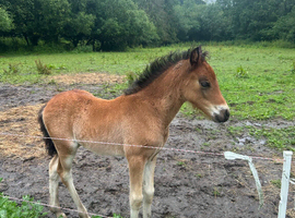 WELSH SEC C FILLY