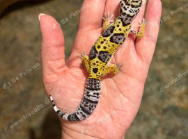Leopard gecko babies