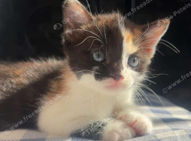 2 female kittens