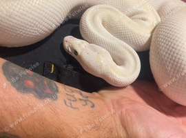 Blue eyed Lucy royal python